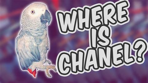 Chanel the Parrot is Missing 